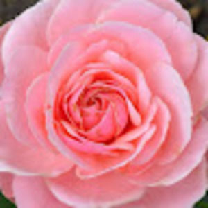 Meet your Posher, Vicki